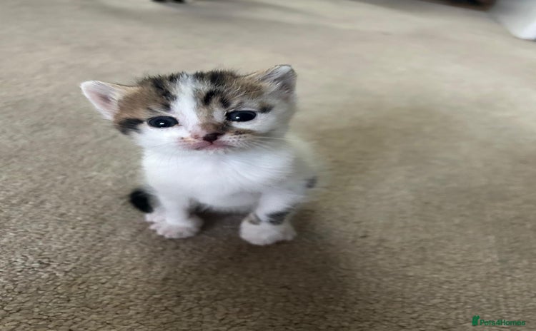 Mixed Breed cats - Advert 5