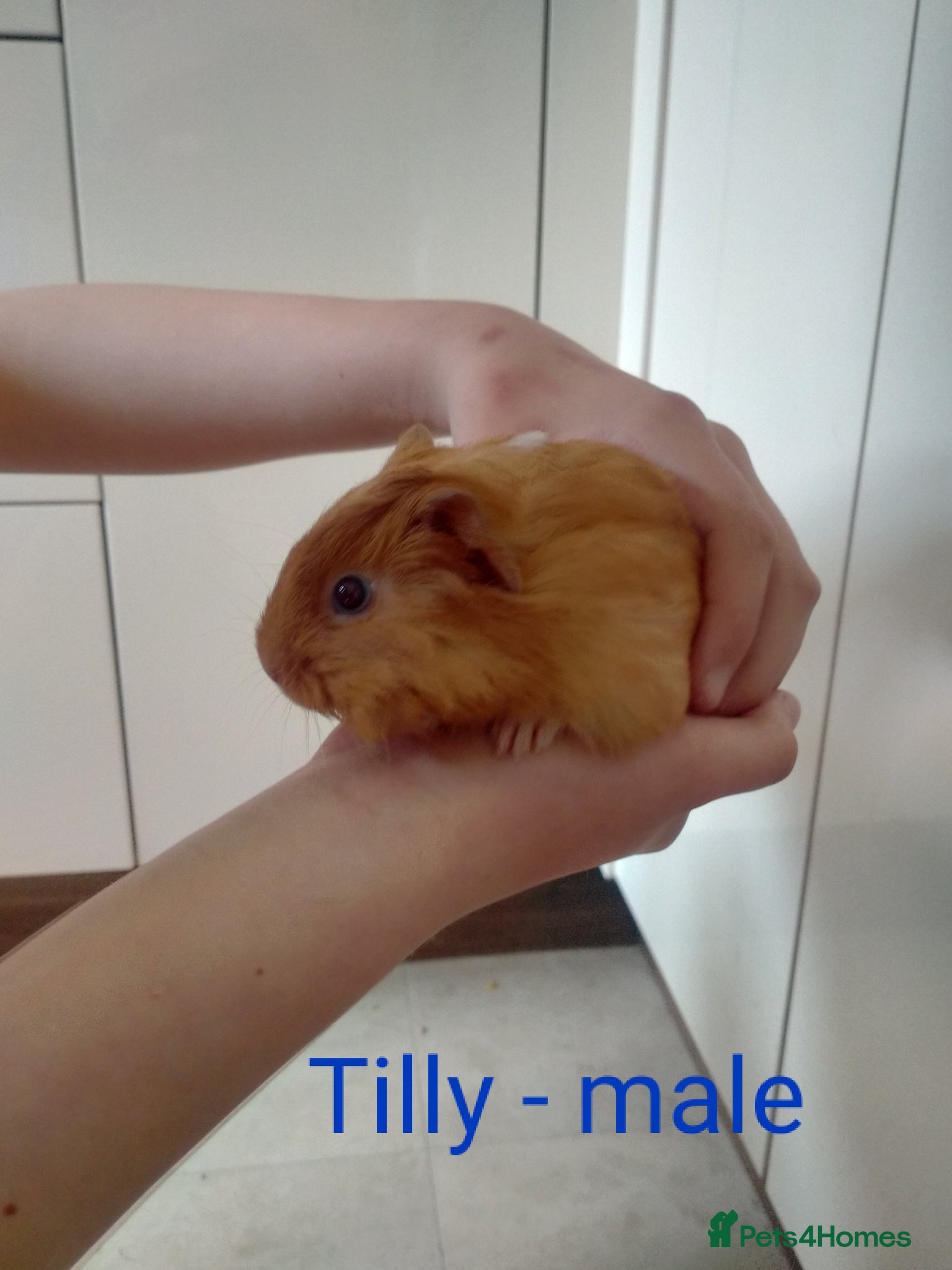 Guinea Pig rodents 4 beautiful baby guinea pigs  - Advert 1