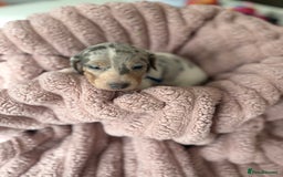 Dachshund dogs for sale: Short hair Miniature Dachshund puppies  - Image 4