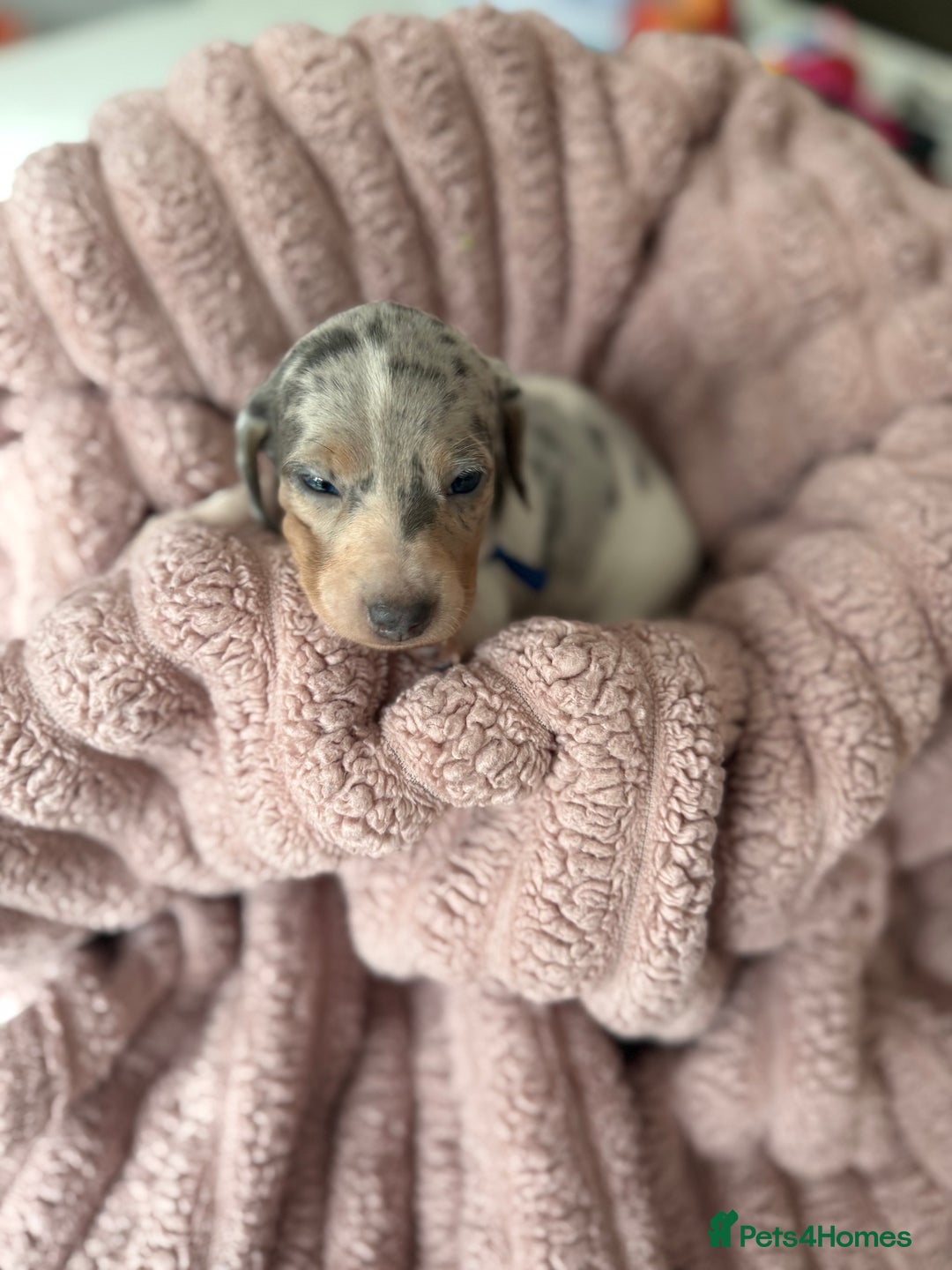Dachshund dogs for sale: Short hair Miniature Dachshund puppies  - Image 4