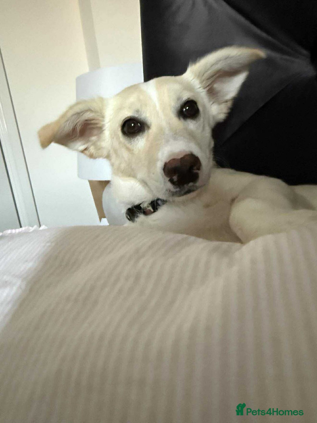 Mixed Breed dogs for adoption: ❤️🐾 Snoopy 🐾❤️ - Advert 6