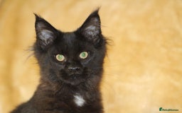 Maine Coon cats for sale: Adorable GCCF Black smoke Maine Coons kittens  - Image 6