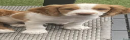 Cocker Spaniel dogs for sale: Red and Lemon & White Working Cocker Spaniels - Advert 2