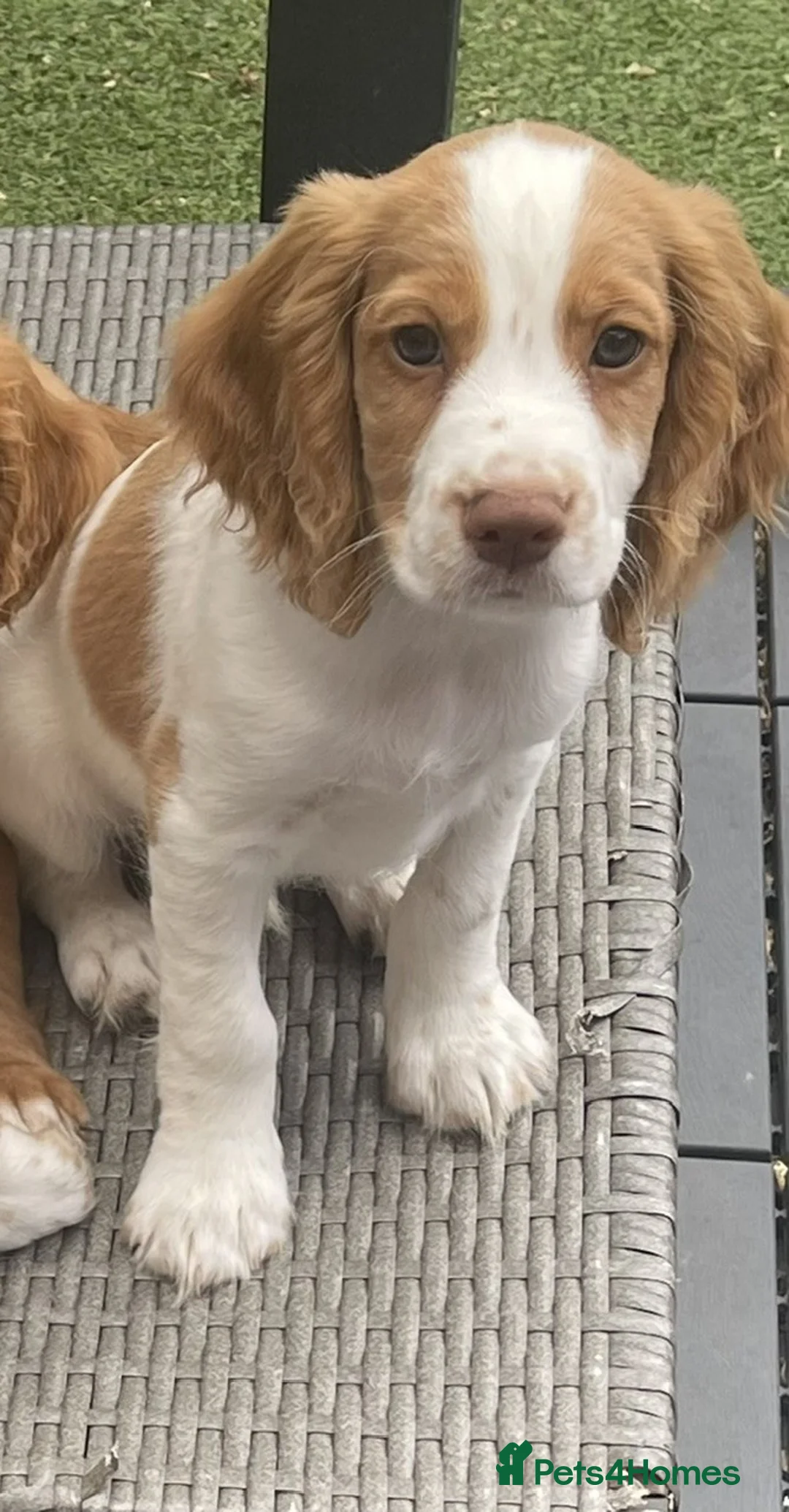 Cocker Spaniel dogs for sale: Red and Lemon & White Working Cocker Spaniels - Advert 2