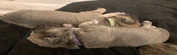 Cane Corso dogs for sale: Big furry floofballs - Advert 10