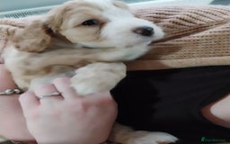 Cockapoo dogs for sale: Adorable Cockapoo puppies  - Image 11