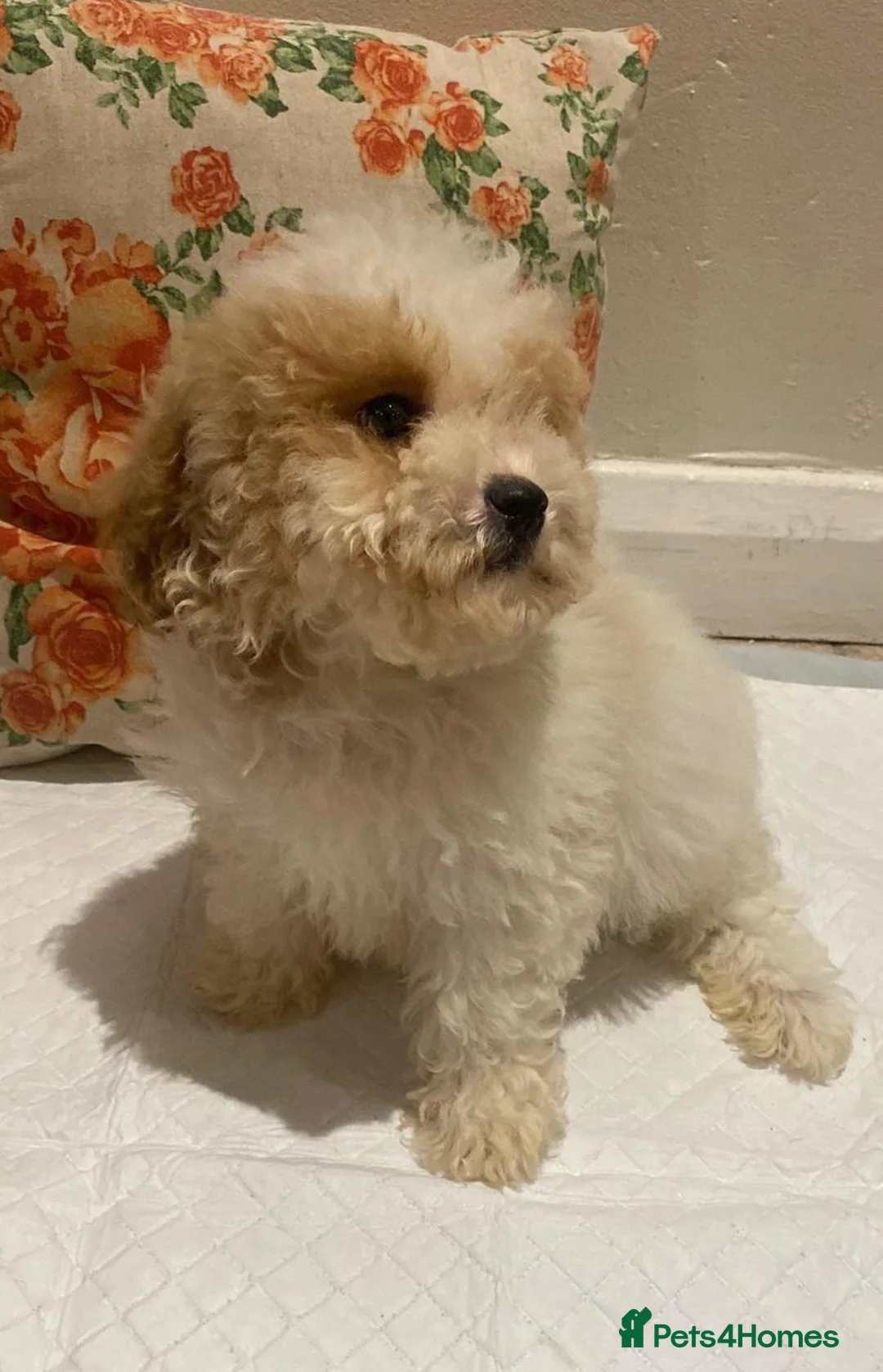 Cavapoo dogs for sale: F2 Cavapoo puppies available  - Advert 7