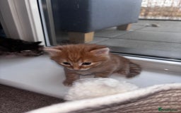 Domestic Shorthair cats for sale: Siberian Mixed (Fluffy Kittens)  - Image 2