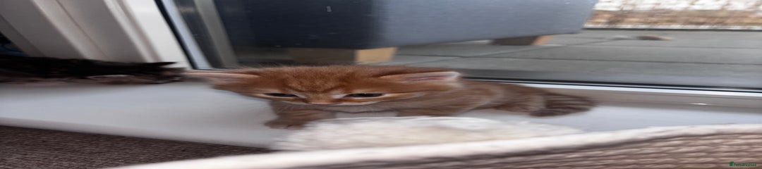 Domestic Shorthair Kitten 1