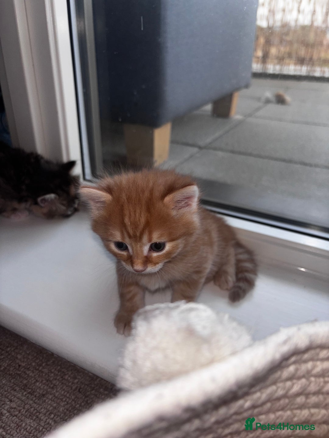 Domestic Shorthair cats for sale: Siberian Mixed (Fluffy Kittens)  - Image 2