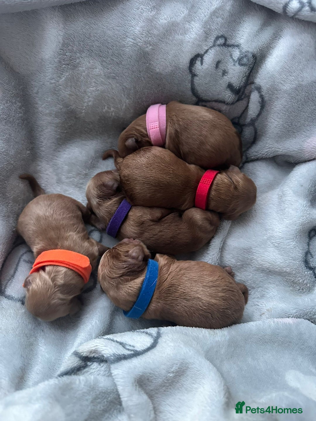 Cavapoo dogs for sale: Gorgeous Puppies ✨🐶 5 in litter Cavapo f1b dog   - Image 2