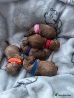 Cavapoo dogs - Advert 16