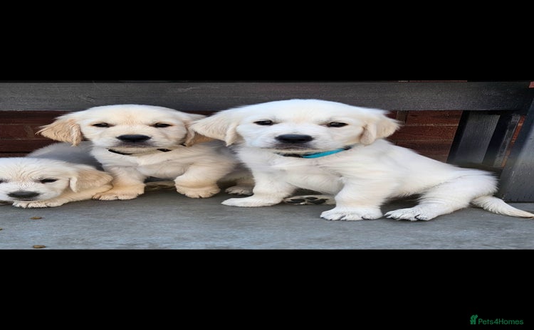 Golden Retriever dogs - Advert 15