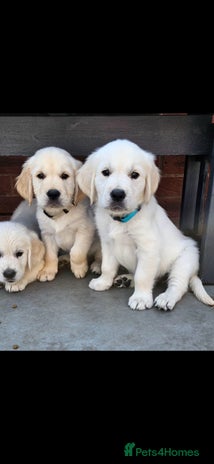 Golden Retriever dogs - Advert 4