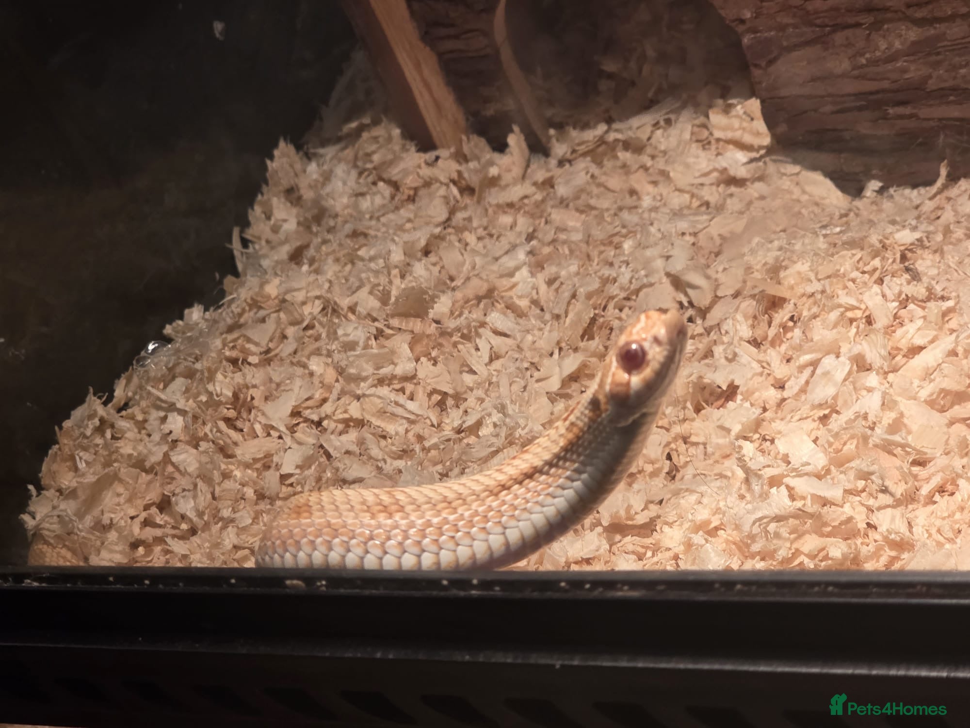 Python Snake reptiles Albino hognose and full 3 ft viv set up  - Advert 2