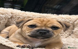 Jug dogs for sale: Jug puppy for sale - Image 5