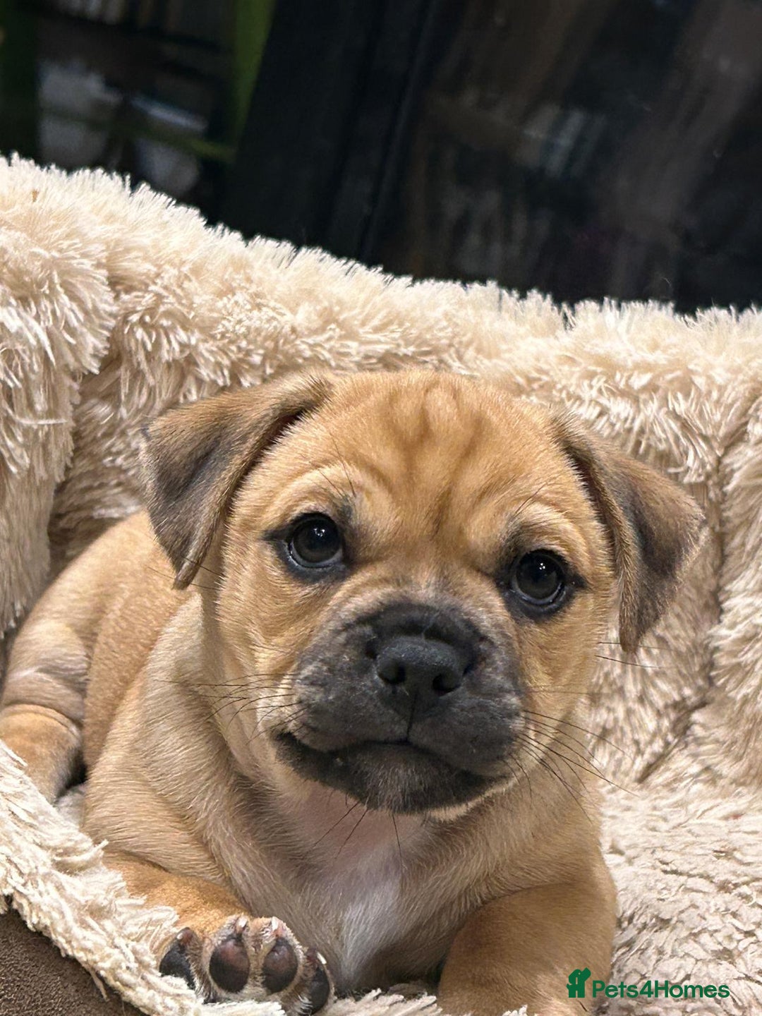 Jug dogs for sale: Jug puppy for sale - Image 5