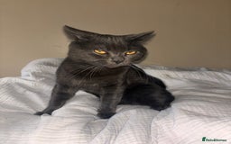 British Shorthair cats for sale: Male Blue grey bsh cat  - Image 5