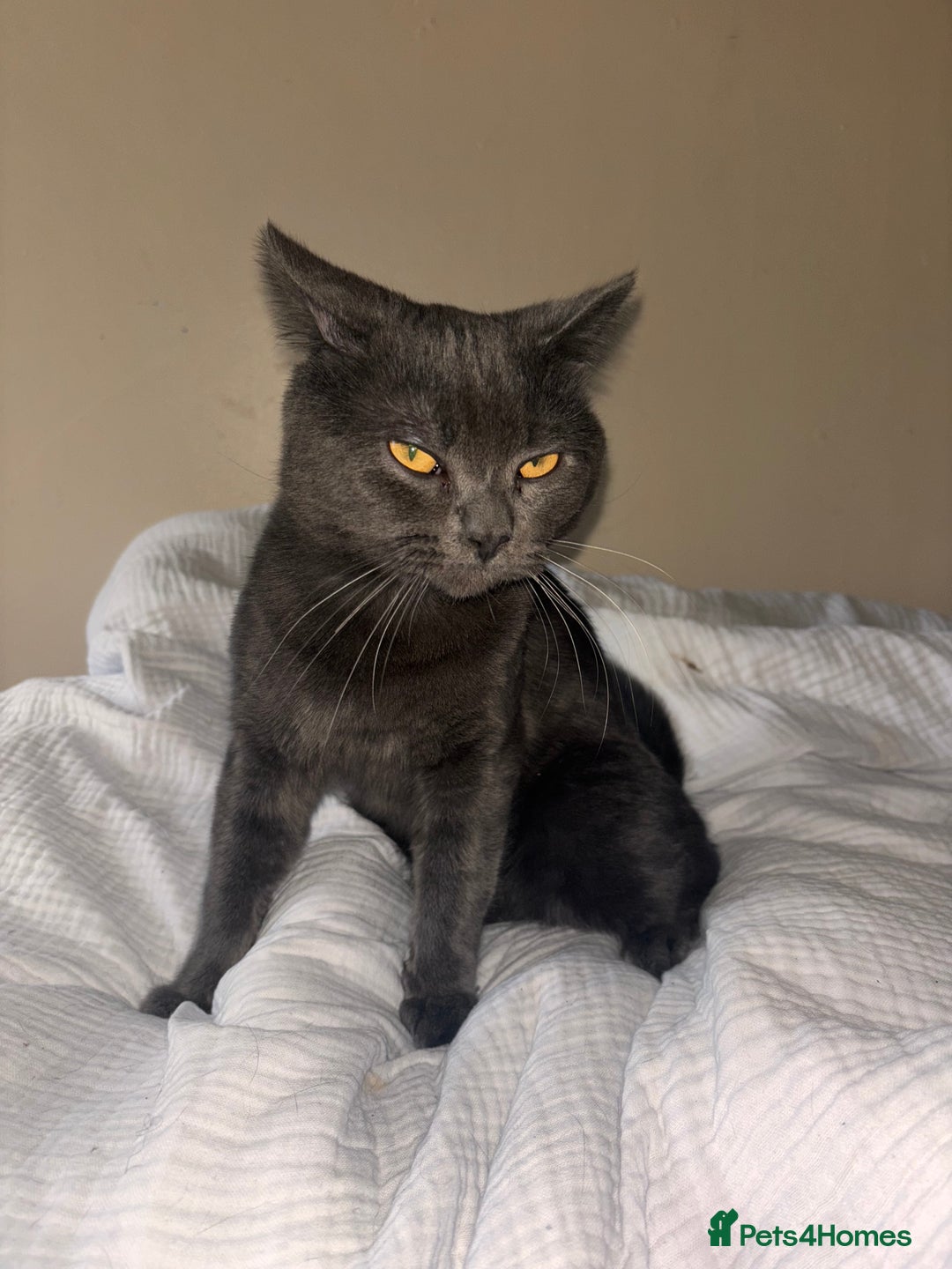 British Shorthair cats for sale: Male Blue grey bsh cat  - Image 5