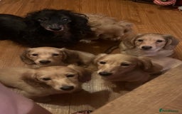 Miniature Dachshund dogs for sale: Levmai Miniature Longhaired Dachshunds  - Image 5