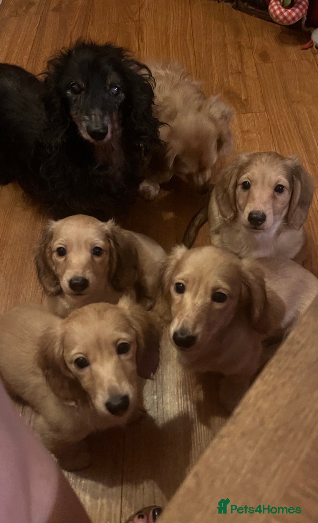 Miniature Dachshund dogs for sale: Levmai Miniature Longhaired Dachshunds  - Image 5