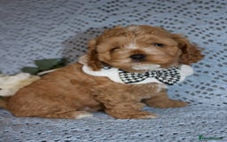 Cockapoo dogs for sale: Unique F1 Cockapoo Puppies - Image 22