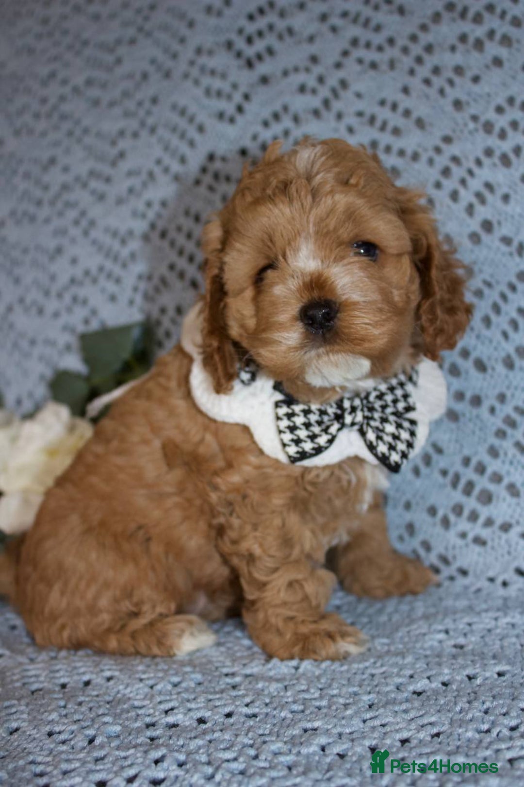 Cockapoo dogs for sale: Unique F1 Cockapoo Puppies - Image 22