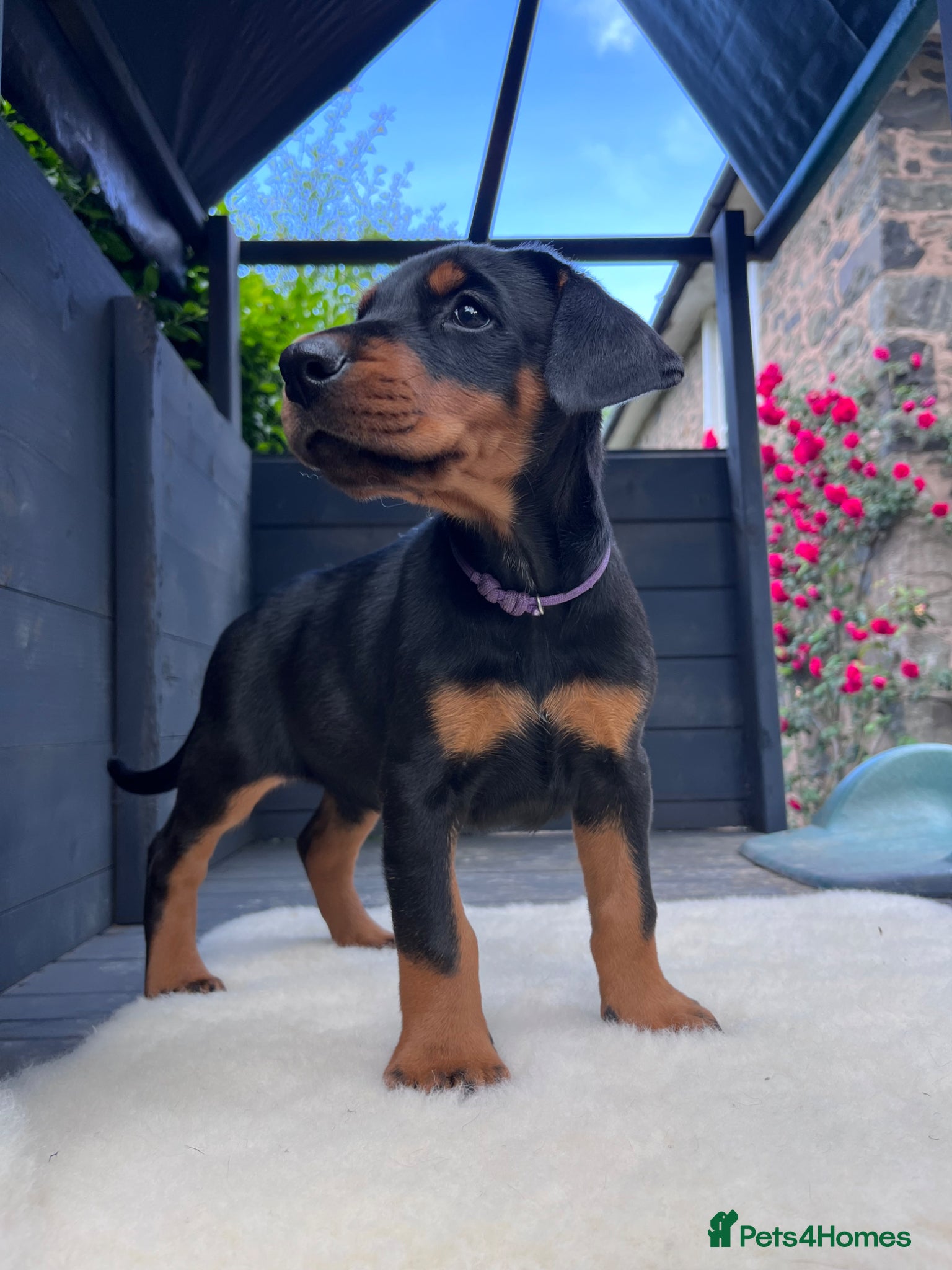 Dobermann dogs Outstanding KC Health tested Doberman puppies  - Advert 8