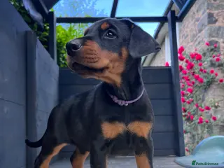 Dobermann dogs Outstanding KC Health tested Doberman puppies - Advert 8