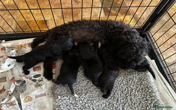 Yorkiepoo dogs for sale: Yorkiepoo Puppies to the manor born - Image 1