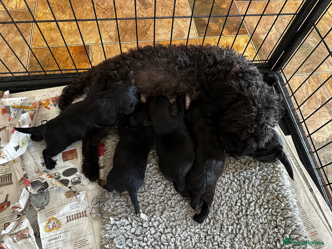 Yorkiepoo dogs for sale: Yorkiepoo Puppies to the manor born - Image 1