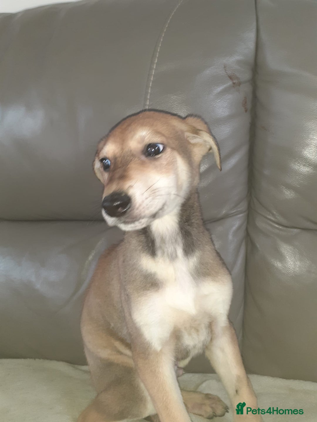 Mixed Breed dogs for sale: Saluki cross Chinese red dog - Advert 8