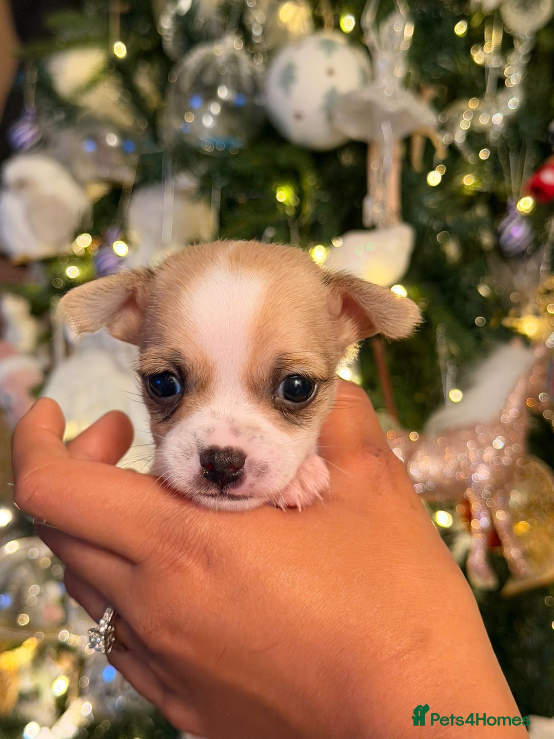 Chihuahua dogs for sale: 3 boys and 2 girls looking for there forever home - Advert 2