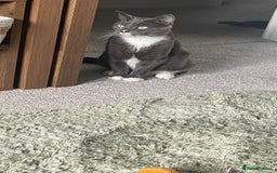 British Shorthair cats for sale: Pebbles - Image 2