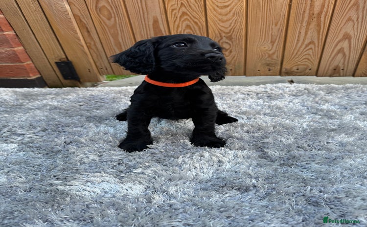 Cocker Spaniel dogs - Advert 7