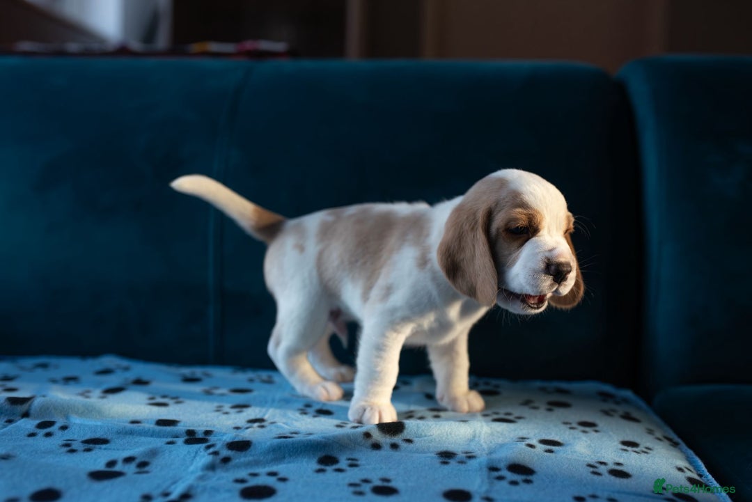 Beagle dogs for sale: Adorable Beagle Puppies for Sale - Advert 7