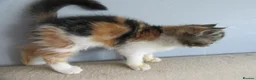 Exotic cats for sale: Super sweet Exotic female kitten READY NOW - Advert 34