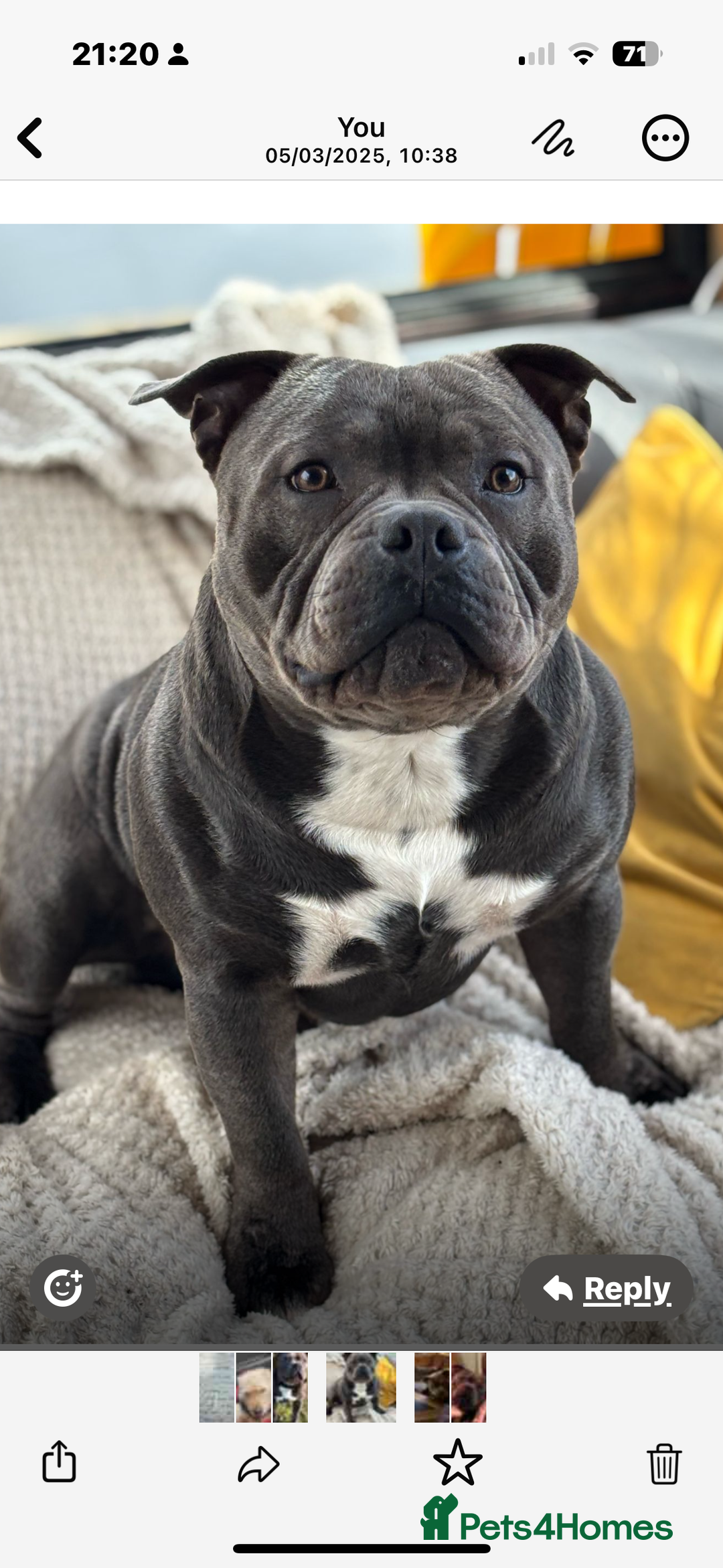 Staffordshire Bull Terrier dogs for stud: Staffordshire Bull Terrier (stud dog) - Advert 13