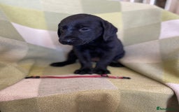 Labrador Retriever dogs for sale: KC Registered Labradors - Image 7
