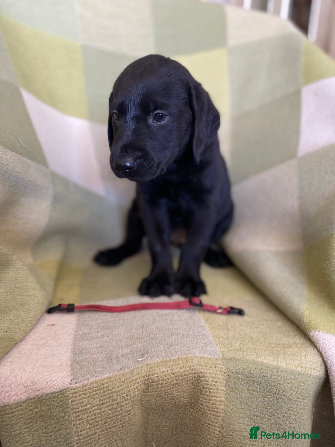 Labrador Retriever dogs for sale: KC Registered Labradors - Image 7