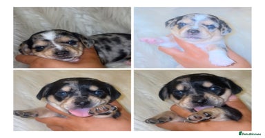 Chiweenie dogs - Advert 10