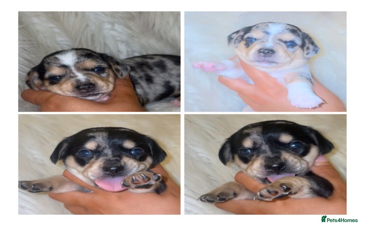 Chiweenie dogs - Advert 12