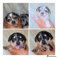 Chiweenie dogs - Advert 6