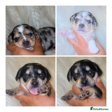 Chiweenie dogs - Advert 12