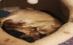 Singapura cats for sale: Stunning Singapura kittens  - Image 19