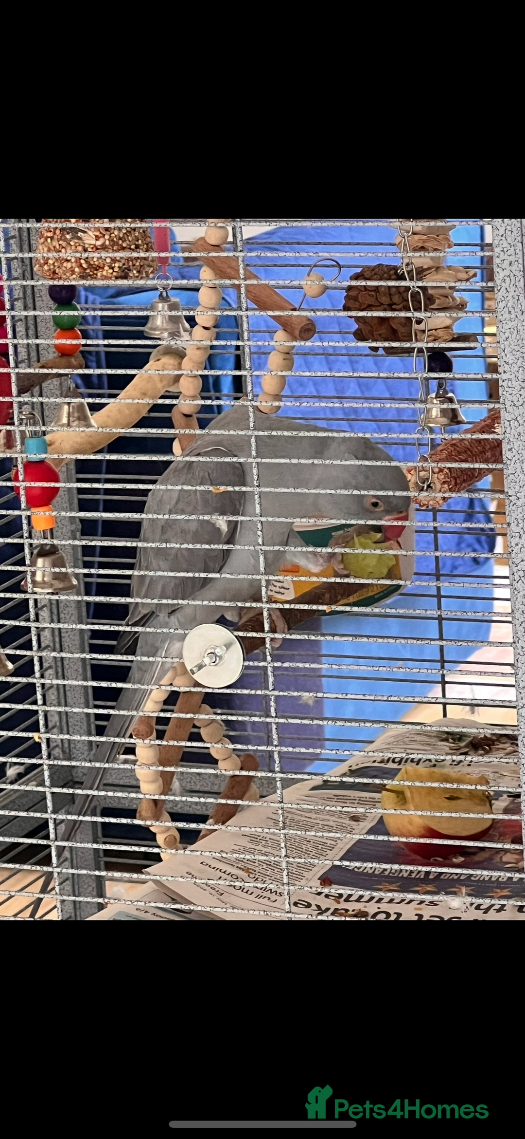 Parrots birds for sale: A beautiful Hand-tamed Indian Ring neck parrot  - Image 4