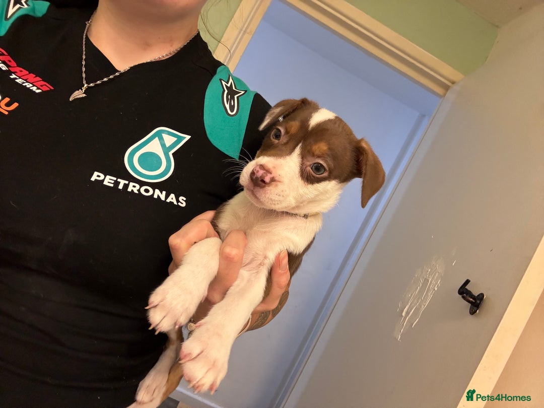 American Bulldog dogs for sale: American bulldog (READY TO GO) - Image 13