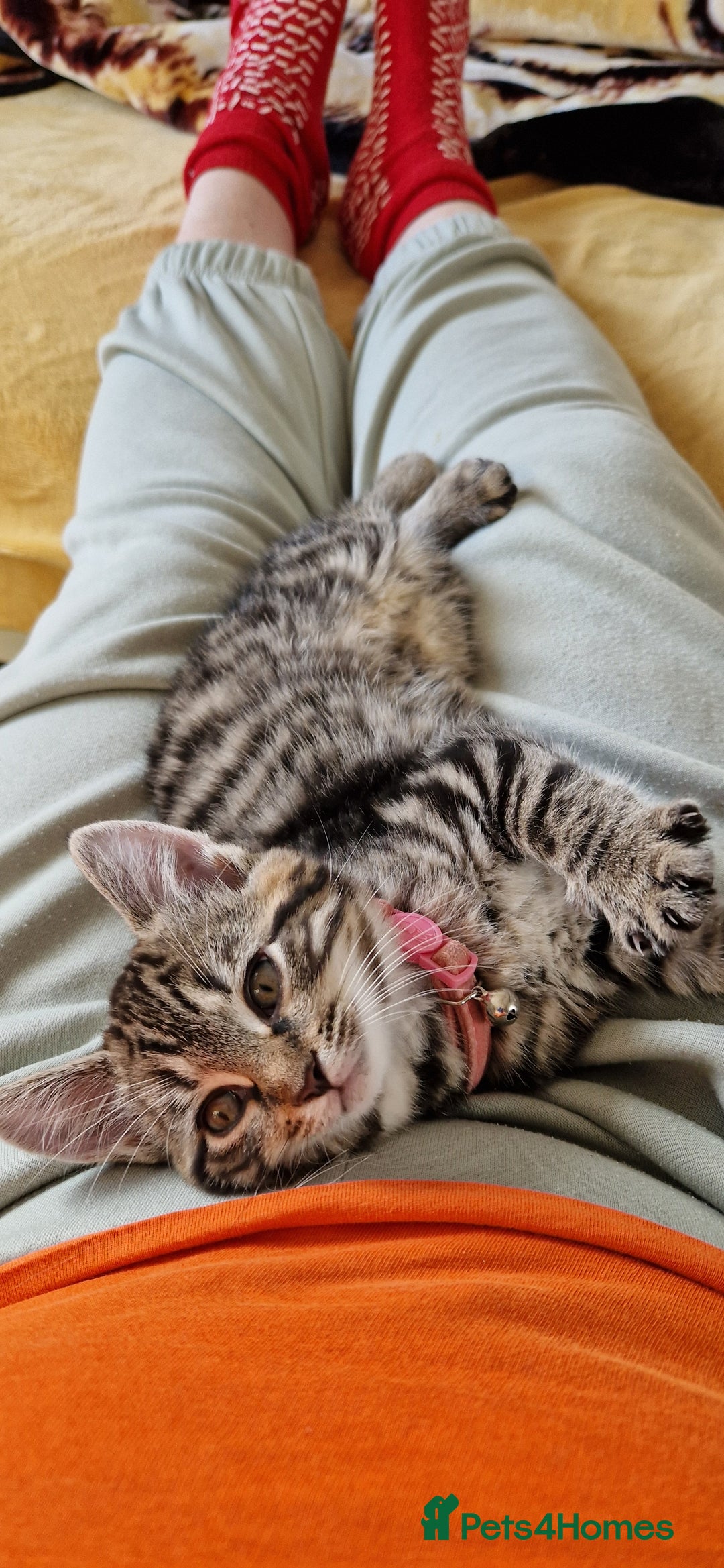 Mixed Breed cats for sale: 3 Mixed Kittens - Advert 7