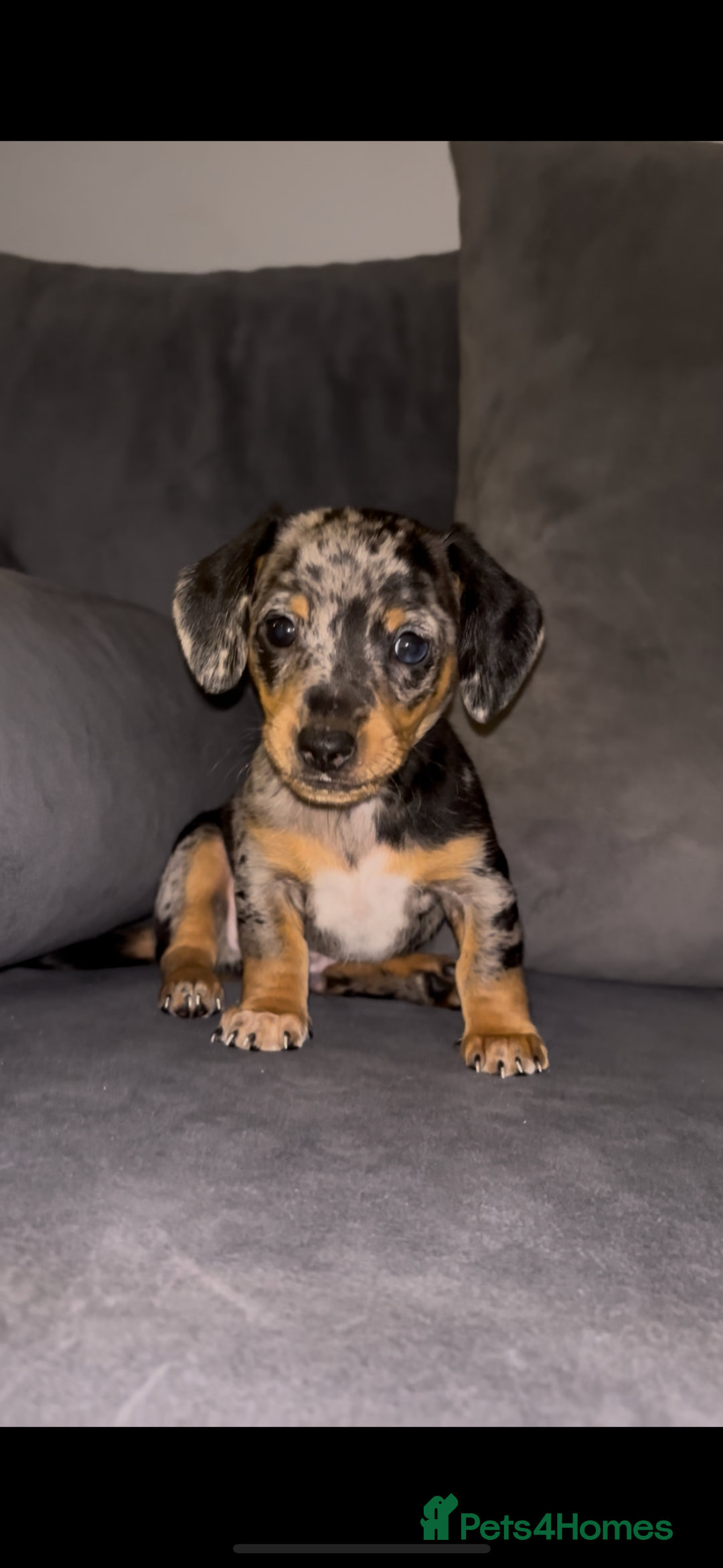 Dachshund dogs for sale: 🎅beautiful dachshund puppies🎅 - Advert 16