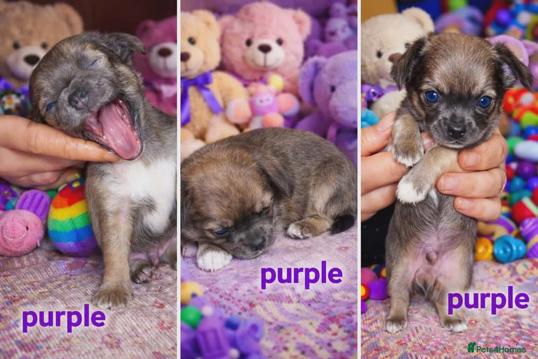 Chihuahua dogs for sale: Chihuahua puppys - Advert 3